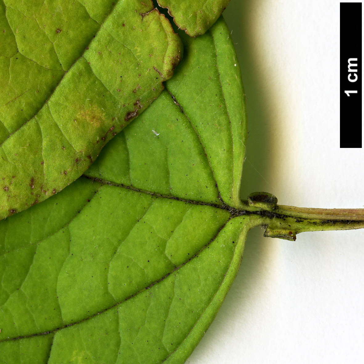 High resolution image: Family: Adoxaceae - Genus: Viburnum - Taxon: sargentii